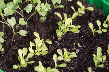 Young salads of salad in clay.