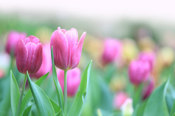 Obraz premium Beautiful pink tulips with green leaf in the garden with blurred many flower as background of colorful blossom flower in the park in Chiang Rai