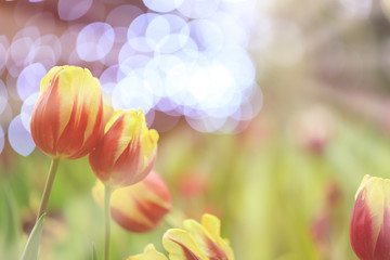 Beautiful pink tulips with green leaf in the garden with blurred many flower as background  of colorful blossom flower in the park in Chiang Rai