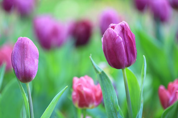 Beautiful pink tulips with green leaf in the garden with blurred many flower as background  of colorful blossom flower in the park in Chiang Rai