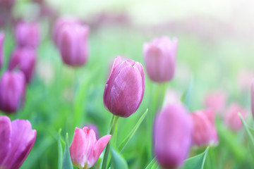 Fototapeta premium Beautiful pink tulips with green leaf in the garden with blurred many flower as background of colorful blossom flower in the park in Chiang Rai
