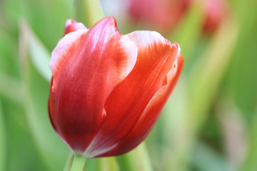 Beautiful pink tulips with green leaf in the garden with blurred many flower as background  of colorful blossom flower in the park in Chiang Rai