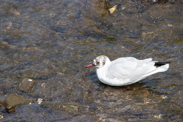 Waterfowl at the Ebi River in Funabashi City, Chiba Prefecture, Japan