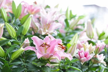 Unblossom pink fresh Lily in garden with green leaf with strong good smelling