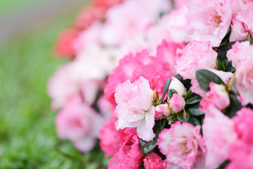 Sweety pink color flower, arzealea bush, fresh beautiful blossom in graden