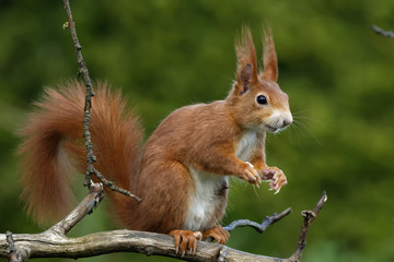 Eichhörnchen