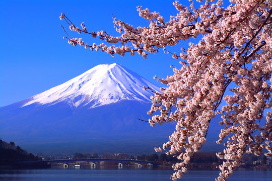 河口湖北岸から満開の桜と青空の富士山　2018/04/10