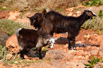 goat on the rocks