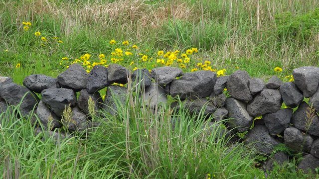 Golden-Wave(Coreopsis drummondii) flowers with basalt stone wall in Jeju island.
