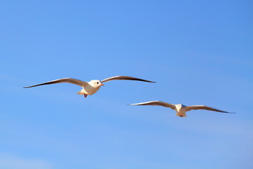 Two seagull, soaring in the blue sky