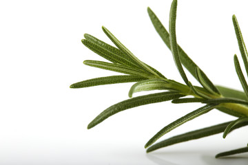Rosemary isolated on white