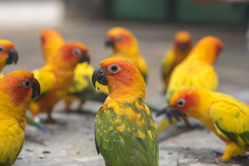 Closeup sun conure ,Small parrot
