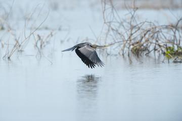 Oriental darter; Snakebird flying