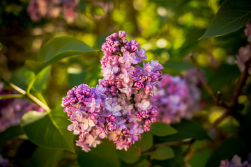 Blossoming lilac flowers. Hello spring.Branch of beautiful purple lilac flowers in the bush with green leaves.flowering garden, Selective focus