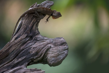 brown chameleon camouflage on the timber in dim light.