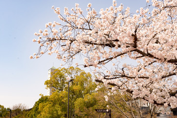 小瀬スポーツ公園　桜