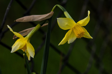 Obraz premium Narzisse