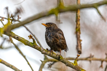 Amsel, turdus merula, auf Zweig