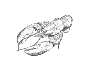 Lobster Realistic Hand Drawn Sketch Illustration Sea Food Vector