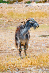 Fototapeta na wymiar Domestic goat on Crete Island, Greece