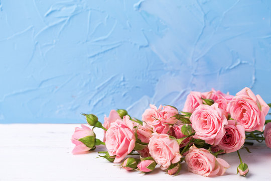 Fototapeta Tender pink roses flowers on  light blue textured background.