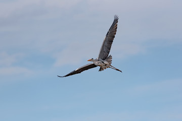 A Grey Heron (Ardea cinerea) in flight