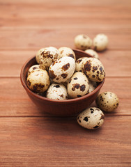 Obraz premium quail eggs