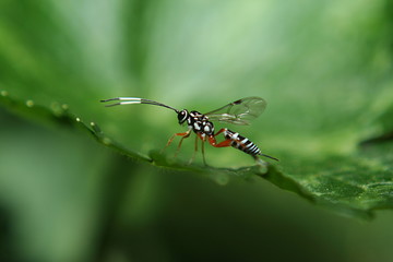 Ichneumon Wasp