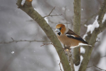 Frosone (Coccothraustes coccothraustes) sotto nevicata