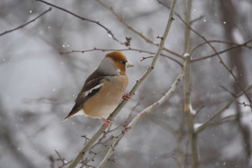 Frosone (Coccothraustes coccothraustes) sotto nevicata