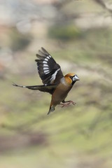 Frosone comune in volo (Coccothraustes coccothraustes)