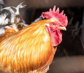 Red-haired adult cock guards his chickens