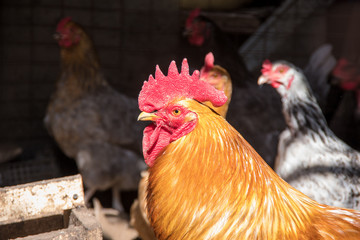 Red-haired adult cock guards his chickens