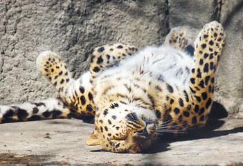Амурский леопард.