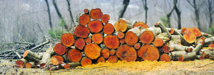 Picturesque composition of firewood