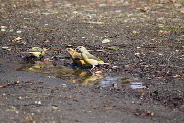 水溜りで水を飲むイスカ
