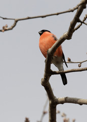 Cute bullfinch is sitting on a tree branch. Animals wildlife. Spring morning. Wild Animals.Wild...