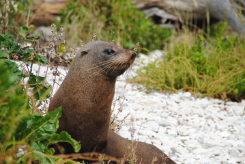 phoque kaikoura