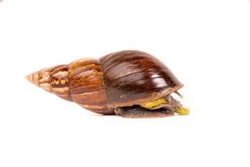 Snail (Amphidromus)