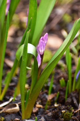 チオノドクサの蕾