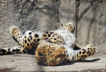 Амурский леопард.