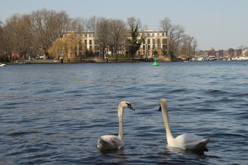 Frühling in Berlin; Spree vor Stralau