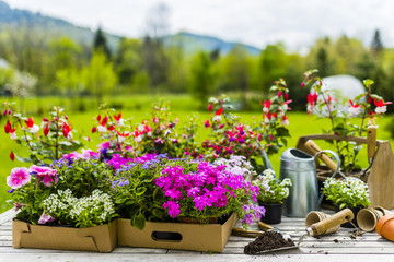 Seedlings of colorful flowers for planting in the garden. 