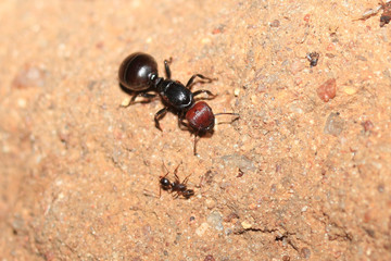Insect, Africa