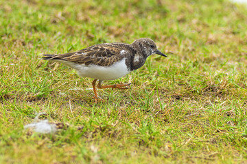 Pectoral sandstone walking along the grass along the water