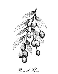 Hand Drawn of Brazil Plums on White Background