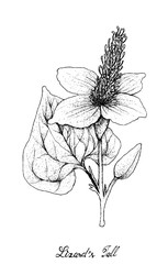 Hand Drawn of Lizard's Tail Plant on White Background