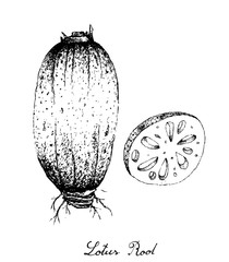 Hand Drawn of Lotus Root on White Background