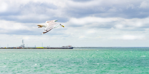 Fototapeta na wymiar Blue clouded sky, clear sea water, panoramic skyline, sea-gulls, coast view from a sea.
