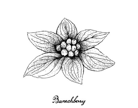 Hand Drawn of Bunchberry on White Background